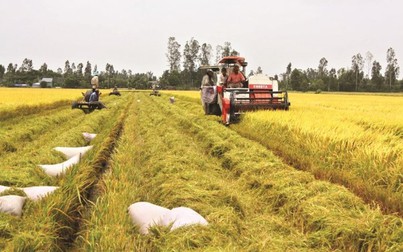 Giá gạo trong nước diễn biến tích cực cho triển vọng xuất khẩu