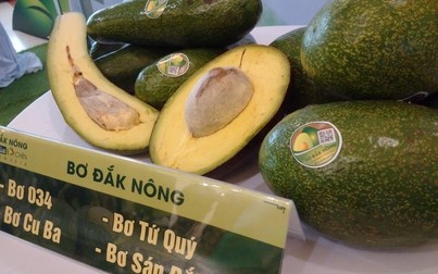 Lãnh đạo tỉnh Đắk Nông đem trái bơ đặc sản xuống Sài Gòn để quảng bá