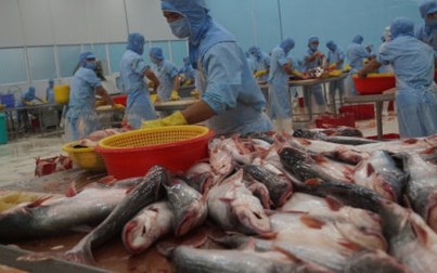 Chiến tranh thương mại Mỹ - Trung, cá tra Việt Nam hưởng lợi?