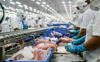 VASEP lại kêu gọi kiểm soát chất lượng cá tra xuất đi Trung Quốc