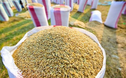 Nguồn cung tăng, giá gạo toàn thị trường châu Á đồng loạt giảm