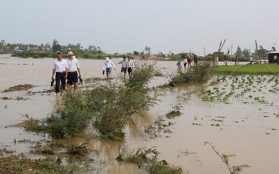 Hoa màu ngập úng, nhiều địa phương túc trực sử dụng máy bơm để bơm tiêu nước