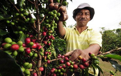 Hạn hán có thể ảnh hưởng tới sản lượng cà phê và mía của Brazil năm 2019
