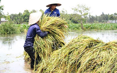 Lũ sớm do vỡ đập ở Lào khiến nông dân miền Tây thiệt hại nặng
