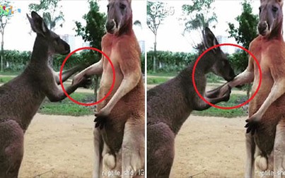 Cư dân mạng thích thú với clip chú kangaroo hôn tay xin lỗi bạn