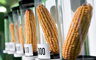 Cha đẻ của GMO hy vọng người tiêu dùng không quay lưng với thực phẩm biến đổi gen