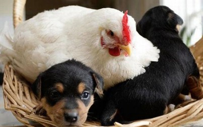 Độc lạ: Những “mẹ gà” bất đắc dĩ tìm mọi cách giữ ấm con