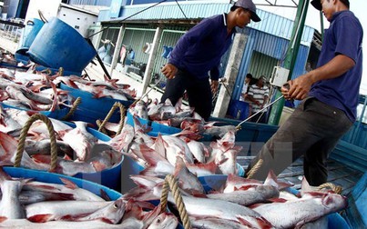 Giá cá tra lên mức kỷ lục từ trước đến nay