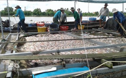 Cá bè chết hàng loạt tại Tiền Giang, người nuôi lỗ tiền tỷ