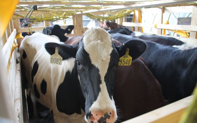 Vinamilk nhập khẩu 200 con bò hữu cơ về Việt Nam