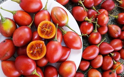 Cà chua thân gỗ từ giá 1 triệu đồng/kg đến cảnh bán không ai mua