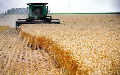 Giá ngô và lúa mì ở Mỹ tăng mạnh trong tuần qua