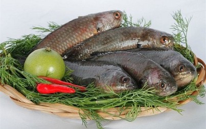 Top 10 loài cá ngon nhất Việt Nam ai ăn cũng mê