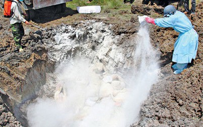 Tiêu hủy gần 1.200 con heo bị lở mồm long móng ở Tiền Giang