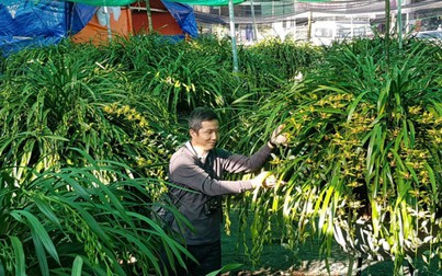 Hoa phong lan Trần Mộng có giá 1,5 tỷ đồng, đại gia Hà Nội "xuống tiền" chơi tết