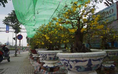 Hoa, kiểng Tết tại Sài Gòn: Mai Thủ Đức có giá hàng trăm triệu đồng mỗi cây
