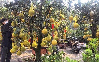 Người Sài Gòn bắt đầu đi chợ hoa Tết Kỷ Hợi 2019