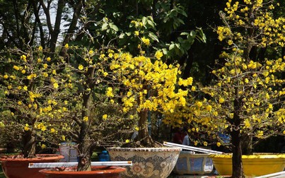 Chưa đến Tết, mai kiểng Sài Gòn đã bung hoa vàng rực vì thời tiết nắng nóng