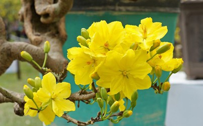Ý nghĩa những loài hoa, cây cảnh trang trí Tết cổ truyền Việt Nam