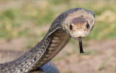 Vườn thú mở cuộc thi đặt tên cho rắn độc theo tên... người yêu cũ