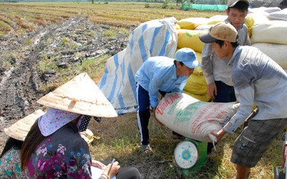 Hỗ trợ cho vay thu mua lúa, gạo vụ Đông Xuân ở ĐBSCL