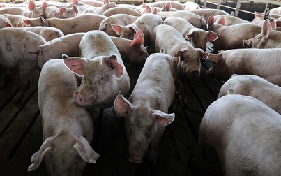 Cục Thú y xác nhận bệnh dịch tả lợn châu Phi tại Hưng Yên, Thái Bình