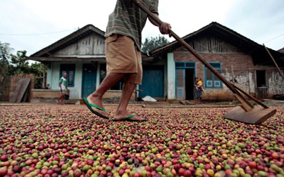 Giá cà phê trong nước “quay đầu” giảm 200.000 đồng/tấn