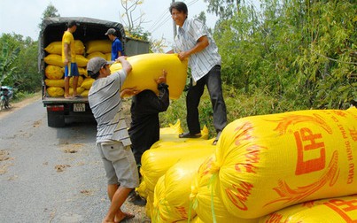 Giá lúa ở Đồng bằng sông Cửu Long đang tăng dần