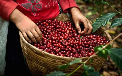 Giá cà phê tiếp tục giảm 100.000 đồng/tấn