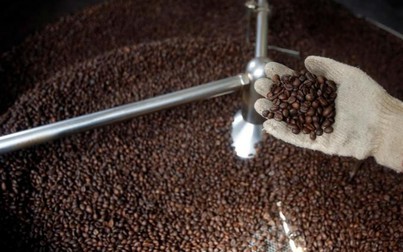 Giá cà phê duy trì mức 33.300 đồng/kg trong phiên đầu tuần