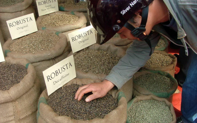 Giá cà phê bất ngờ giảm nửa triệu đồng/tấn