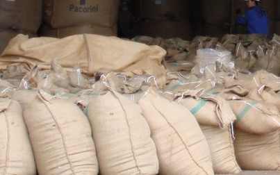 Giá cà phê tiếp tục giữ ở mức 33.400 đồng/kg