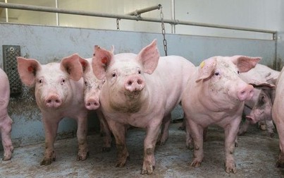 Yêu cầu ngân hàng hỗ trợ người chăn nuôi bị ảnh hưởng của dịch tả lợn châu Phi