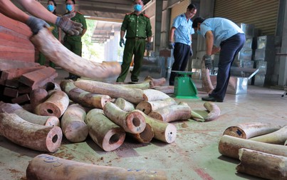 Phát hiện 10 tấn ngà voi nhập lậu từ châu Phi về Đà Nẵng