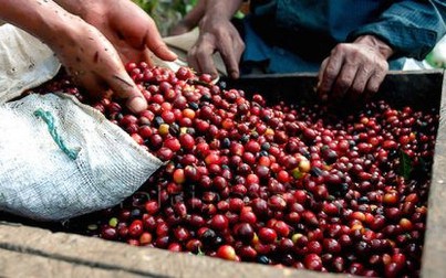 Giá cà phê “rơi” tự do trong phiên cuối tuần