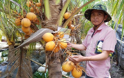 Thu tiền tỉ từ trồng dừa “chân ngắn” ở Sài Gòn