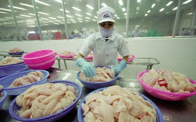 Trung Quốc nuôi cá tra cạnh tranh với Việt Nam?