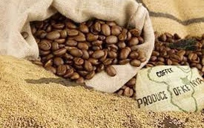 Giá cà phê tăng 300.000 đồng/tấn