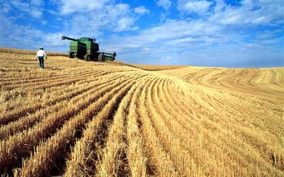 Giá nông sản tại Mỹ giảm mạnh trong tuần qua