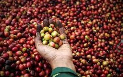 Giá cà phê tiếp tục giảm thêm 800 đồng/kg