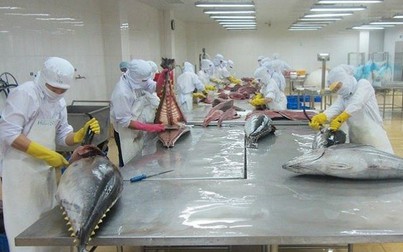 Xuất khẩu cá ngừ sang Chile tăng trưởng liên tục
