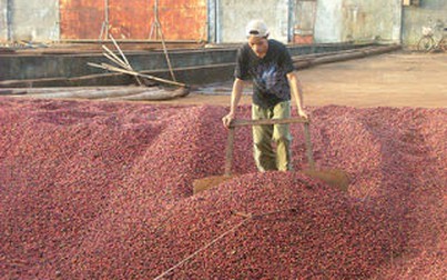 Giá cà phê robusta tăng 200 đồng/kg