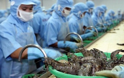 Việt Nam chưa tận dụng lợi thế về thuế để xuất khẩu tôm sang Nga