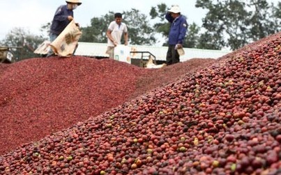 Giá cà phê phục hồi, đồng loạt tăng 400 đồng/kg