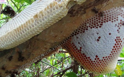 Nghị định quan trọng có hiệu lực từ ngày 10/6, hành vi lấy mật ong rừng sẽ bị xử phạt tới 3 triệu đồng