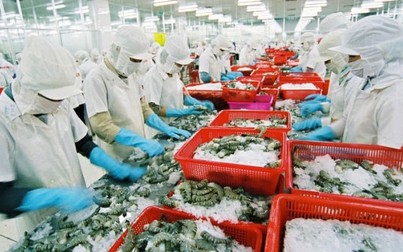CPTPP có hiệu lực, xuất khẩu tôm Việt Nam gặp khó