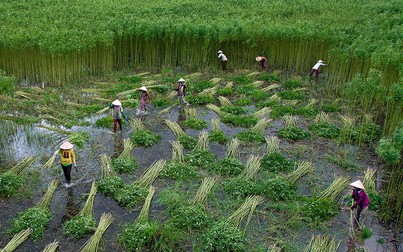 Cơ cấu lại ngành nông nghiệp Đồng bằng sông Cửu Long