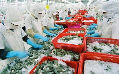Lợi thế xuất khẩu tôm khi Hiệp định Thương mại Tự do Việt Nam - EU có hiệu lực
