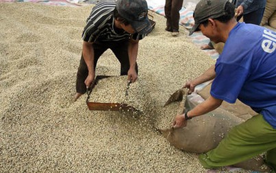 Cà phê trong nước tăng 400 đồng/kg phiên cuối tuần