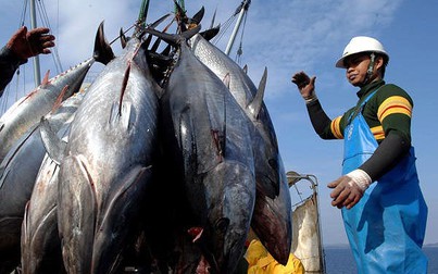 Hiệp định EVFTA: Cá ngừ Việt Nam có cơ hội cạnh tranh với Philippines, Ecuador